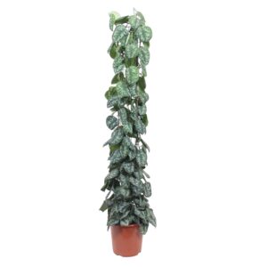 thumbnail_6000-12112.jpg Scindapsus Pictus Trebie gaasrek
