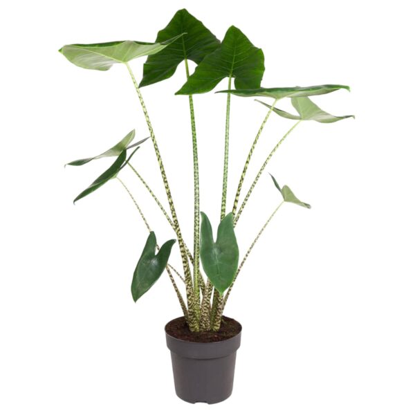 thumbnail_6000-12138.jpg Alocasia Zebrina