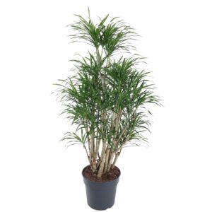 thumbnail_6000-12151.jpg Dracaena Anita vertakt