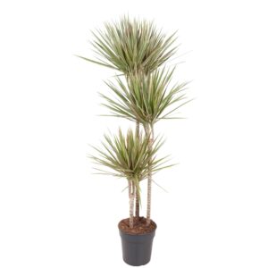 thumbnail_6000-12153.jpg Dracaena Bicolor
