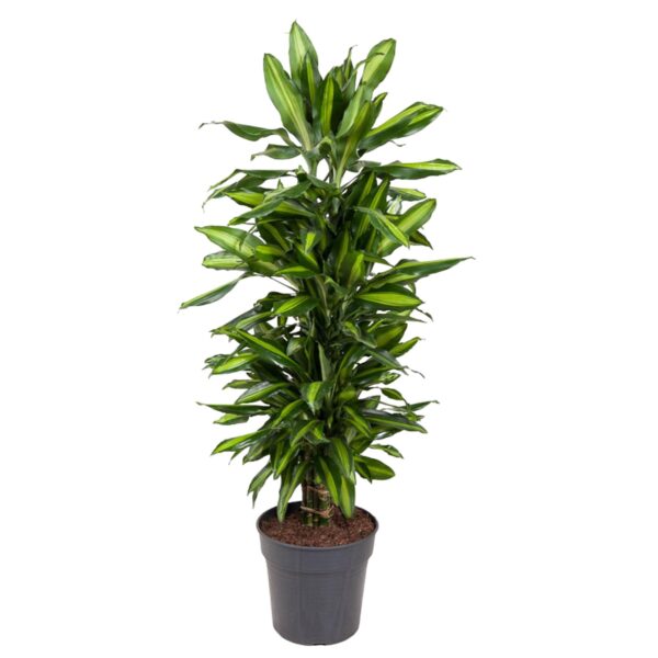 thumbnail_6000-12159.jpg Dracaena Cintho vertakt