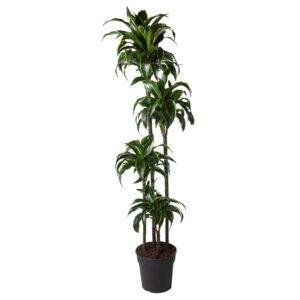 thumbnail_6000-12166.jpg Dracaena Dorado