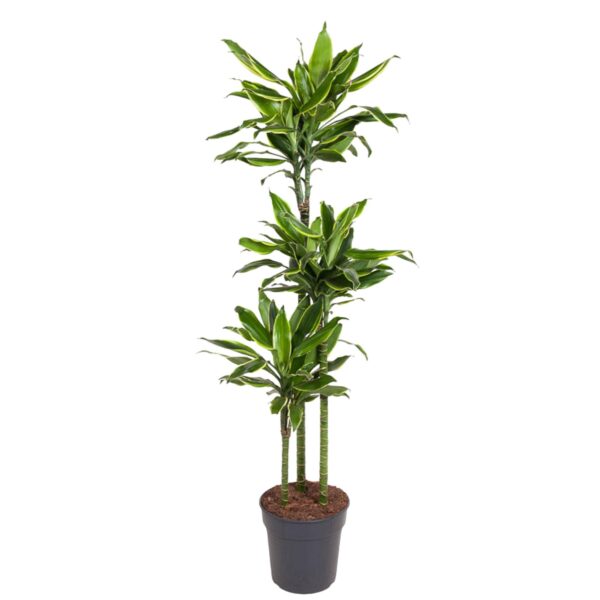 thumbnail_6000-12171.jpg Dracaena Golden Coast