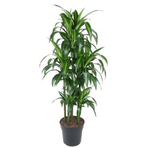 thumbnail_6000-12176.jpg Dracaena Hawaiiana Carrousel