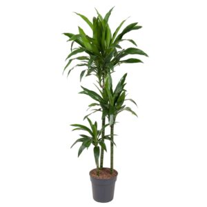 thumbnail_6000-12178.jpg Dracaena Janet Craig