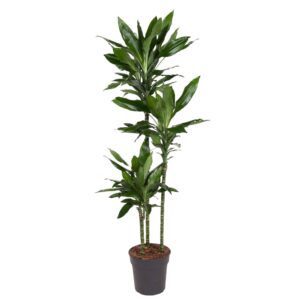 thumbnail_6000-12182.jpg Dracaena Janet Lind