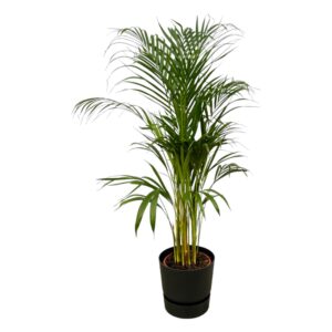 Areca palm inclusief elho Greenville Round zwart