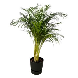 thumbnail_6000-12218.jpg Areca palm inclusief elho Greenville Round zwart
