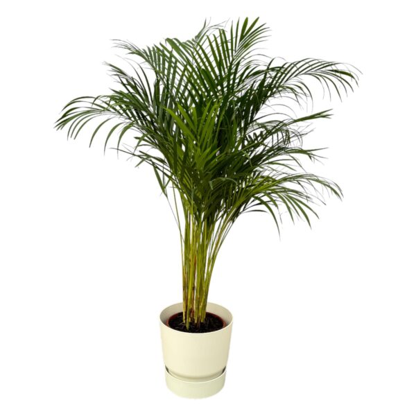 thumbnail_6000-12223.jpg Areca palm inclusief elho Greenville Round wit