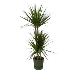 thumbnail_6000-12225.jpg Dracaena Marginata inclusief elho Greenville Round groen