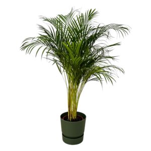 thumbnail_6000-12228.jpg Areca palm inclusief elho Greenville Round groen