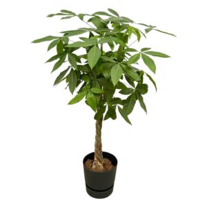 thumbnail_6000-12241.jpg Pachira Aquatica inclusief elho Greenville Round zwart