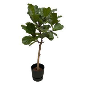 thumbnail_6000-12243.jpg Ficus Lyrata stam inclusief elho Greenville Round zwart