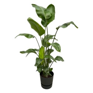 thumbnail_6000-12244.jpg Strelitzia Nicolai inclusief elho Greenville Round zwart