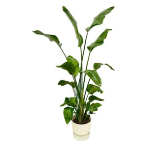Strelitzia Nicolai inclusief elho Greenville Round wit
