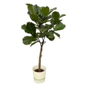 Ficus Lyrata stam inclusief elho Greenville Round wit