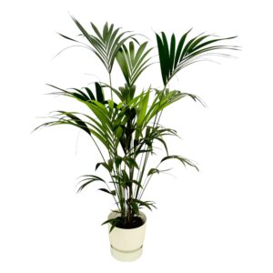 Kentia palm inclusief elho Greenville Round wit