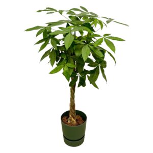 Pachira Aquatica inclusief elho Greenville Round groen