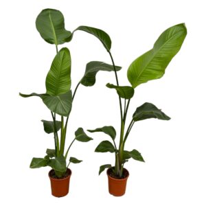 Strelitzia Nicolai | 2 stuks