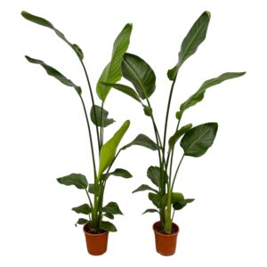 Strelitzia Nicolai | 2 stuks