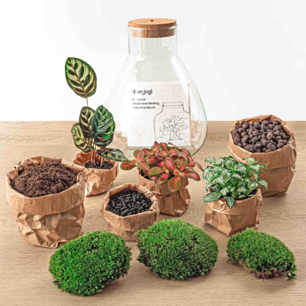 thumbnail_6000-12289.jpg DIY terrarium - Sam Calathea with Light