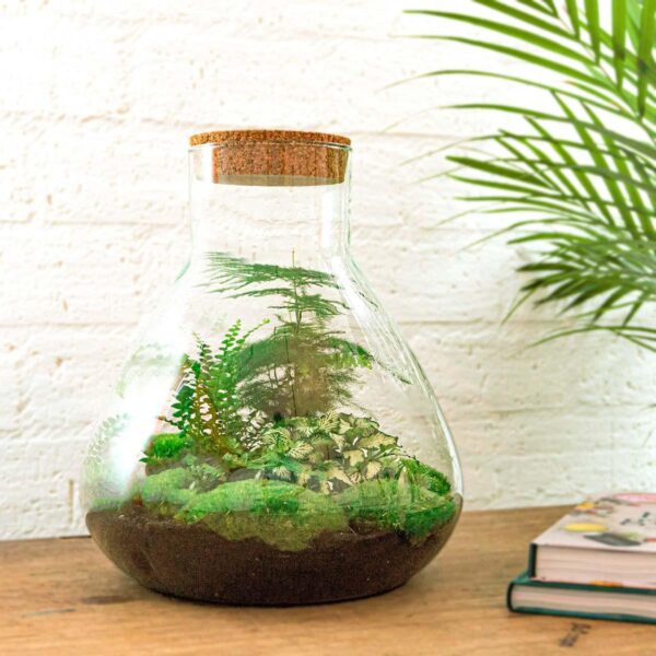 thumbnail_6000-12294.jpg DIY terrarium - Sam XL