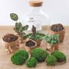 DIY terrarium - Fat Joe + Rake + Shovel