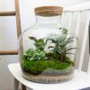 DIY terrarium - Fat Joe + Rake + Shovel + Tweezer + Scissors