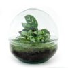 DIY terrarium - Dome