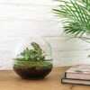DIY terrarium - Dome