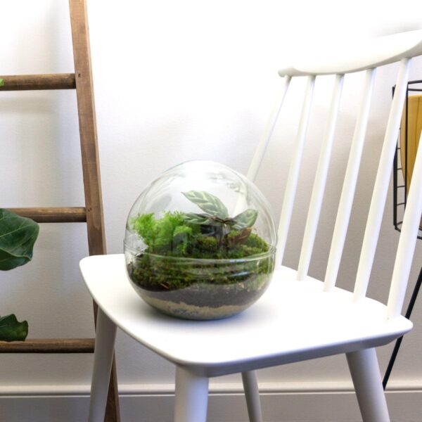 DIY terrarium - Dome