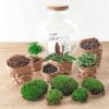 DIY terrarium - Bolder Bob + Rake + Shovel + Tweezer + Scissors