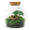 DIY terrarium - Little Joe - zonder accesoires