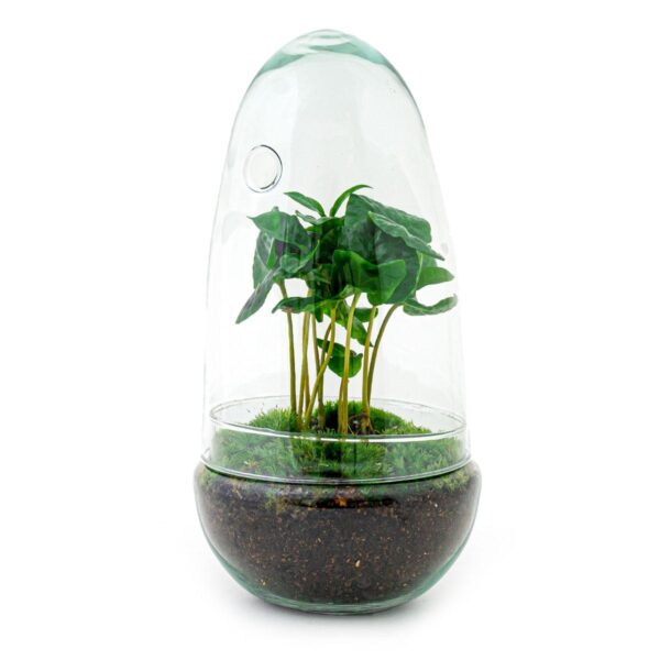 thumbnail_6000-12367.jpg DIY terrarium - Egg Coffea Arabica