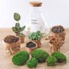 DIY terrarium - Sam XL Rood