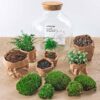 DIY terrarium - Fat Joe Groen + Rake + Shovel + Tweezer + Scissors