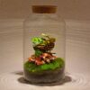 DIY terrarium - Milky Calathea with Light