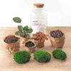 DIY terrarium - Milky Calathea with Light