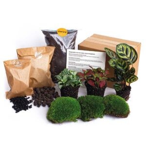 thumbnail_6000-12432.jpg Planten terrarium - DIY - Calathea Makoyana - Navulling & Startpakket