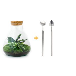 thumbnail_6000-12457.jpg DIY terrarium - Sammie Calathea - Rake & Shovel