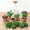DIY terrarium - Sam XL + Rake + Shovel + Tweezer