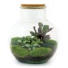 DIY terrarium - Teddy + Rake + Shovel + Tweezer