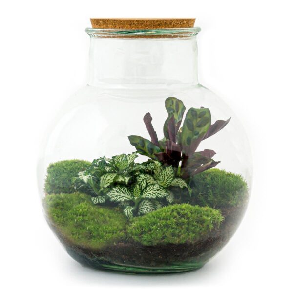 DIY terrarium - Teddy + Rake + Shovel + Tweezer