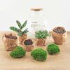 DIY terrarium - Teddy + Rake + Shovel + Tweezer