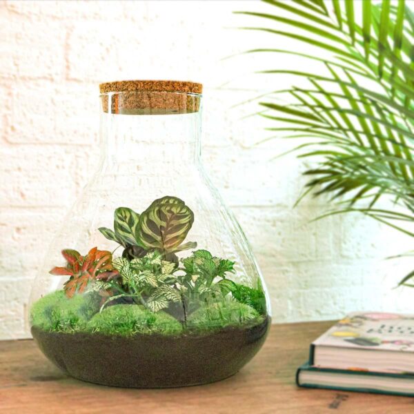 thumbnail_6000-12544.jpg DIY terrarium - Sam XL Red - Rake + Shovel + Tweezer + Scissors