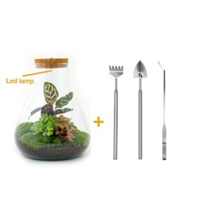 thumbnail_6000-12584.jpg DIY terrarium - Sam Calathea with Light + Rake + Shovel + Tweezer
