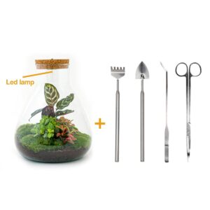 thumbnail_6000-12588.jpg DIY terrarium - Sam Calathea with Light + Rake + Shovel + Tweezer + Scissors