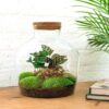 DIY terrarium - Fat Joe Coffea + Rake + Shovel + Tweezer + Scissors