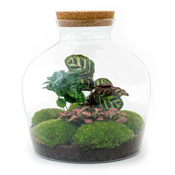 DIY terrarium - Fat Joe Coffea + Rake + Shovel + Tweezer + Scissors
