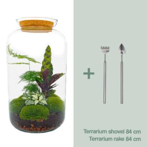 thumbnail_6000-12631.jpg DIY terrarium - Botanical Sven XL - Rake + Shovel